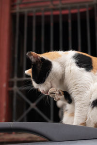 Close-up of a cat in cage