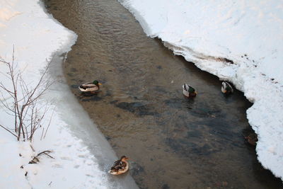 High angle view of birds in water