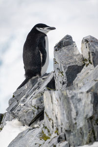 Chinstrap penguin stands on rock watching camera