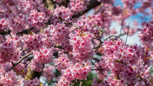 Close-up of pink cherry blossoms in spring