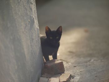 Portrait of cat sitting on floor