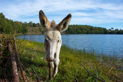 View of a horse in the lake