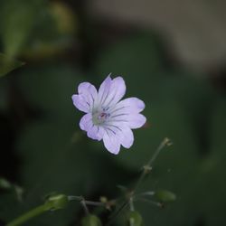 Close-up of purple flowering plant