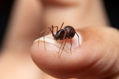 Close-up of insect on hand