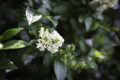 Close up of flower