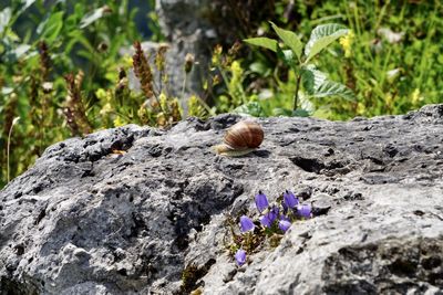 Close-up of lizard on rock