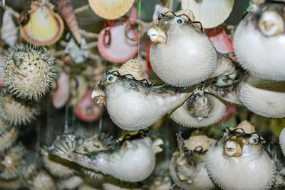 Close-up of shells for sale