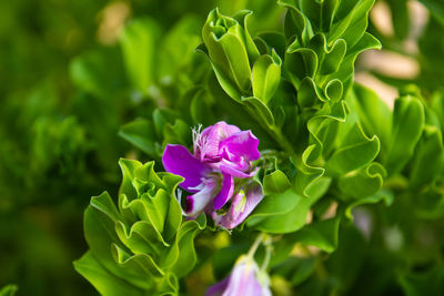 Close-up of purple flowering plant