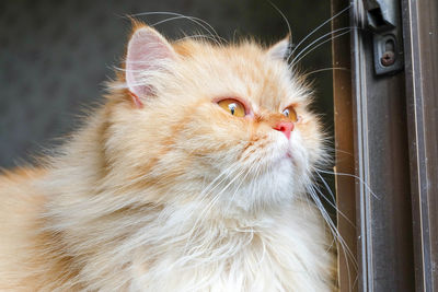 Close-up of a cat looking away