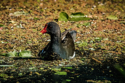 Black swan swimming in lake