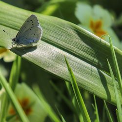 Close-up of butterfly on leaf