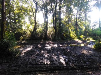 Trees in forest