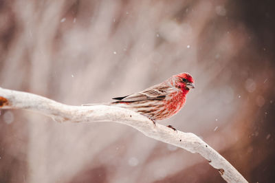 House finch perching on a branch