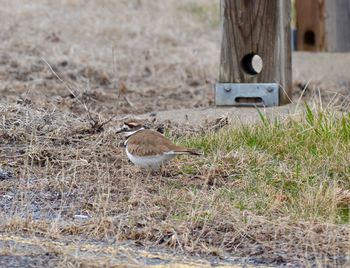 Bird perching on a field