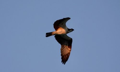 Low angle view of bird flying against clear blue sky