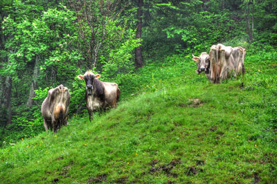 Cows in a farm