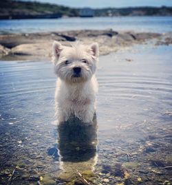 Portrait of dog on beach