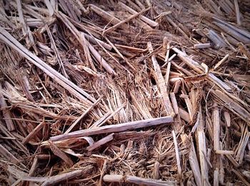 Close-up of dry leaf