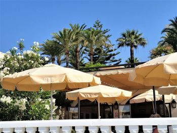 Palm trees against clear blue sky