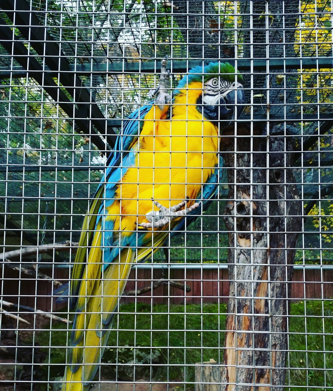 CLOSE-UP OF PARROT IN CAGE AT ZOO