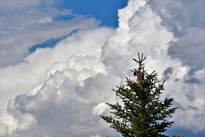 Low angle view of tree against sky