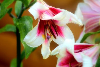 Close-up of pink flowers