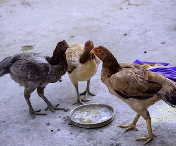 Beautiful pet hens drinking water in a plate