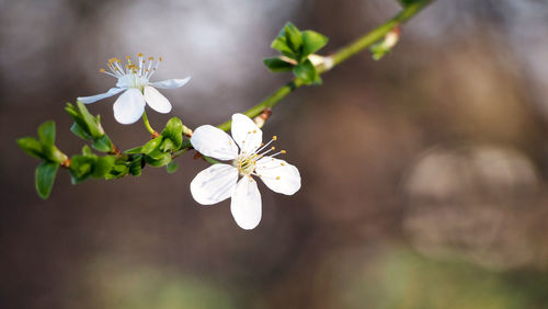 Close-up of white flowers blooming on branch