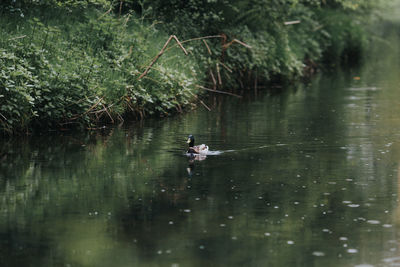 View of ducks swimming in lake