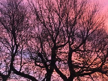 Low angle view of bare tree against sky