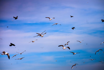 Low angle view of birds flying in sky