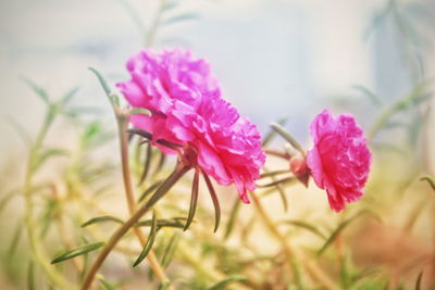 Close-up of pink flowering plant