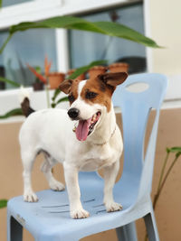 Dog sitting on table