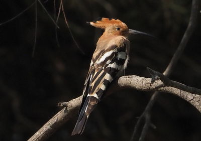 Close-up of bird perching on branch