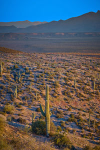 Saguaro cactus scattered across the hillside in the tonto national forest, arizona.