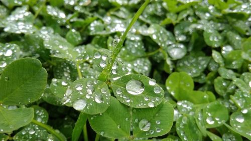 Close-up of wet plant leaves during rainy season