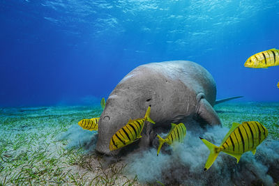 animal wildlife