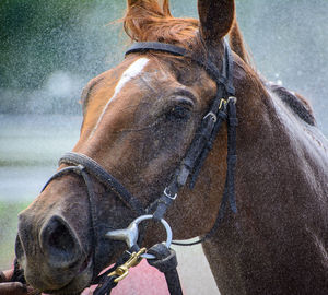 Close-up of horse on street