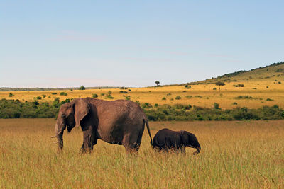 Two elephants in a national reserve in kenya