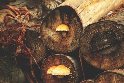 High angle view of shells on wood