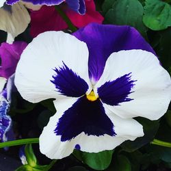 Close-up of purple flower