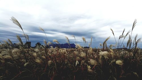 Close-up of plants growing on field against sky