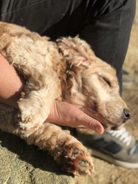 High angle view of dog sleeping outdoors