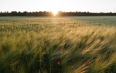 Scenic view of wheat field against clear sky