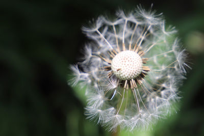 Close-up of dandelion flower