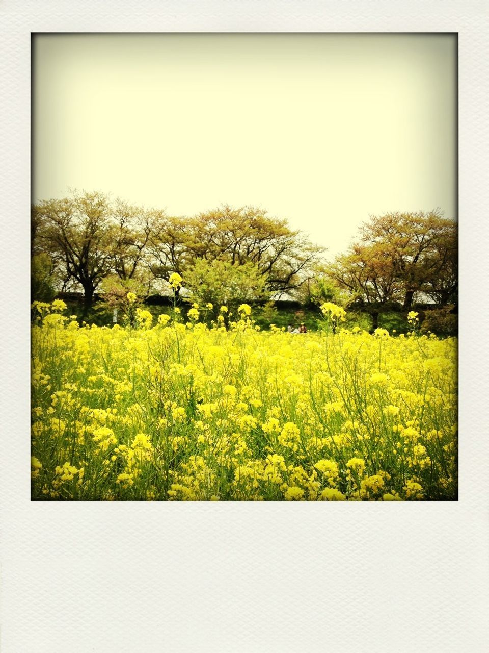 transfer print, growth, field, yellow, beauty in nature, auto post production filter, flower, tree, nature, rural scene, agriculture, clear sky, landscape, green color, tranquility, tranquil scene, freshness, plant, sky, scenics
