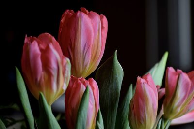 Close-up of pink tulips