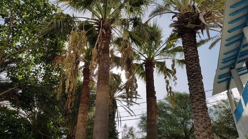 Low angle view of coconut palm trees against sky