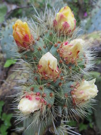 Close-up of prickly pear cactus