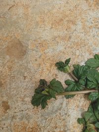 Close-up of plant on stone wall